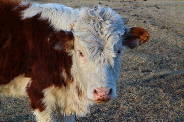 cow in a pasture