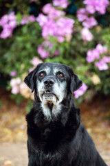 black labrador old dog