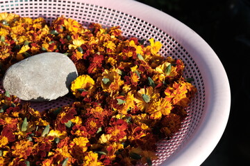 marigold 메리골드