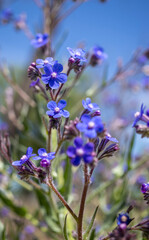 Wildflowers in blue color, in the field, close-up landscape.