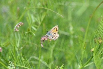 Some of the endemic butterfly species living in Mersin