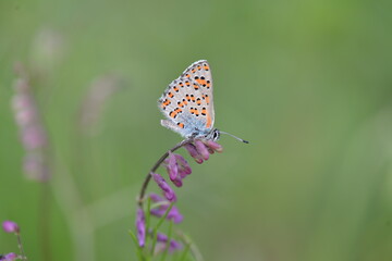 Obraz premium Some of the endemic butterfly species living in Mersin