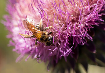 Close up of wild honey bee collecting pollen on thistle plant.