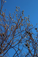 Bare Branches of Willow, sallows and osiers with Fluffy Buds
