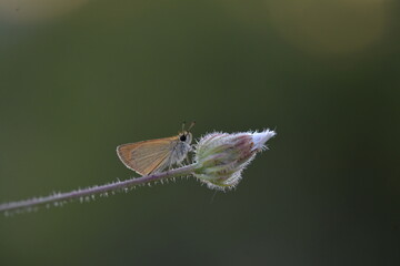 Some of the endemic butterfly species living in Mersin
