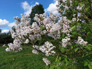 Violet and white branches of lilac in a spring park.