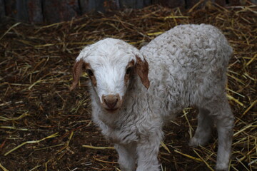Newborn lamb