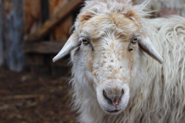 close up of a white sheep