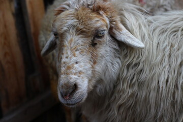 close up of a sheep
