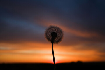 Dandelion silhouette against beautiful sunset sky, meditative zen background. 