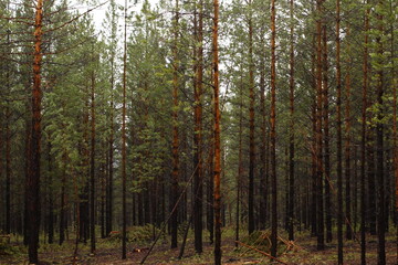New dense pine woodland 