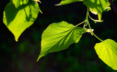 Bright young branches and leaves of a linden tree on a black background are illuminated by sunlight, viewed from the bottom up. Natural background, shade and protection from the scorching sun rays.