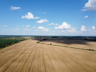 Ripe cereals on a farm field in summer, top view. Clear blue sky over the fields, landscape from a bird's eye view.