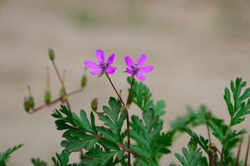 Beautiful purple wild forest flowers. Two flowers. Geranium robertianum, or herb-Robert, red robin,...