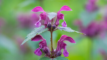 Blooming Lamium maculatum, Roseum, spotted henbit, spotted dead-nettle, purple dragon. floral natural background. close-up. forest flowers. flowering meadow. spring flowers