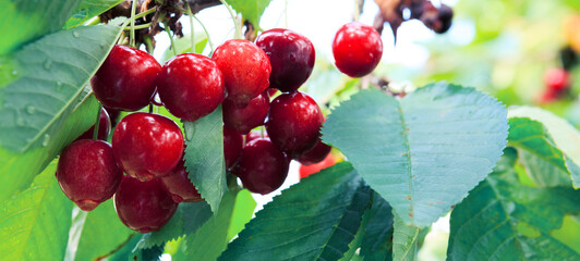 Cherries hanging on a cherry tree branch in garden.