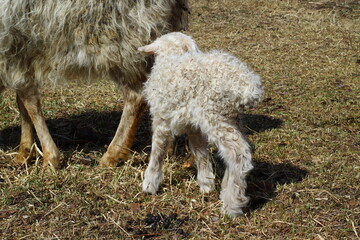 isolated sheep eating hay on farm cute newborn lamb