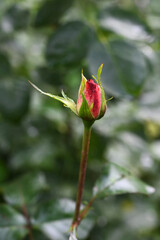 beautiful delicate pink rose bud on the background of green foliage in the garden in the rays of sunlight. Selective focus, bokeh