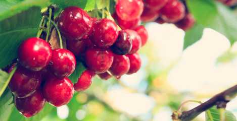 Cherries hanging on a cherry tree branch in garden.