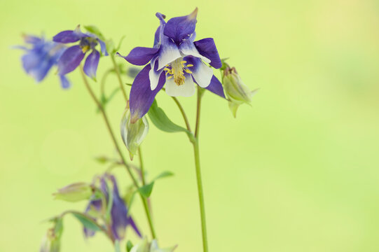 The Columbine flower Aquilegia. 
Violet- white columbine (aquilegia) blossom on green blurred background. 
