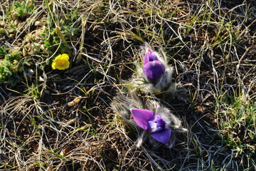pasque flower, wind flower, prairie crocus, Easter flower, and meadow anemone