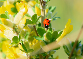 ladybug on a Chamaecytisus ratisbonensis. yellow flowers and green leaves on a plant branch. floral natural background. nature in spring. Honey plants Ukraine. red beetle collects nectar, close-up