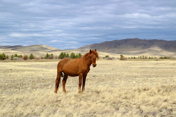 Chestnut horse grazing on Spring Meadow 