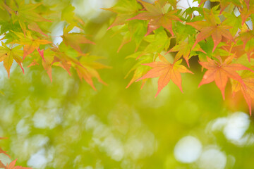 Autumn leaves of maple colored with beautiful gradation