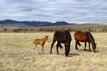 Fototapeta na wymiar Horse and foal family looking at camera. Herd of horses on Spring meadow