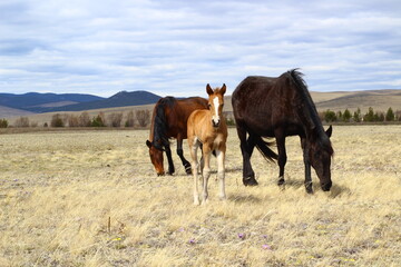 Horse and foal family looking at camera. Herd of horses on Spring meadow