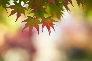 Autumn leaves of maple colored with beautiful gradation