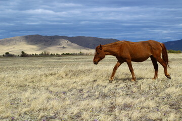 Chestnut horse grazing on Spring Meadow 