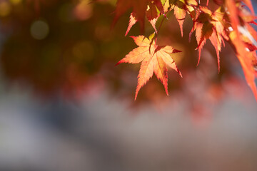 Naklejka na ściany i meble Autumn leaves of maple colored with beautiful gradation