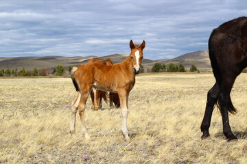 Horse and foal family looking at camera. Herd of horses on Spring meadow