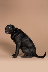 Anxious black labrador dog showing her teeth while having a nervous scared look on her face in a studio with a beige background