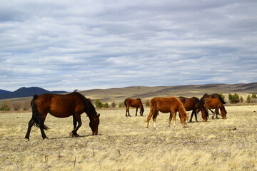 Obraz premium Herd of horses on spring meadow palomino, bay, dun, chestnut 