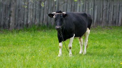 cow. Dairy cow in the pasture. black young cow, stands on green grass. spring day. milk farm. home animal. cattle. the cow is grazing in the meadow. close-up. animal near the house