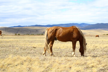 Palomino horse side view eating yellow grass on Spring Meadow under cloudy blue sky