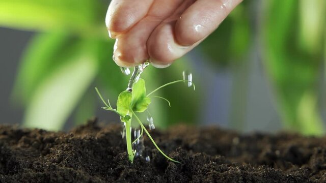 Farmer's hand watering a young plant slow motion. A new life, a woman holds in his hand a sprout with leaves in the ground, wet with drops.