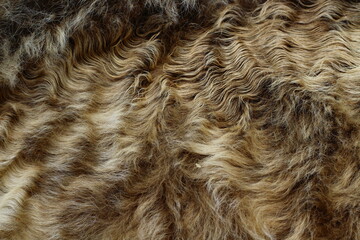 close up of cattle fur