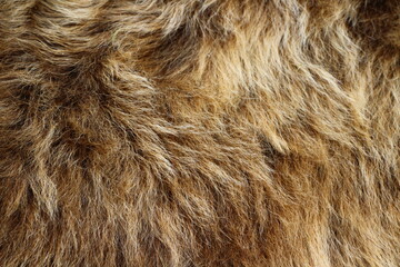 Cow fur texture