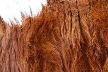 Red white fur texture of cow