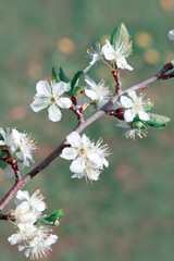 Macro shot of white cherry flowers isolated on blur background.