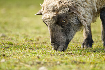 unshorn sheep in a spring meadow. beautiful natural sheep close-up raised on a farm in the village for wool and meat
