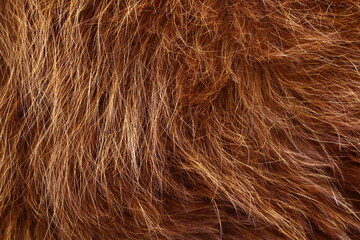 Close-up of ginger red cow fur