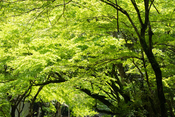 新緑の季節に森林浴　