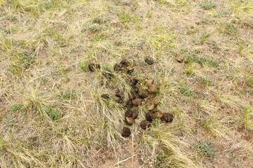 Horse dung on grass