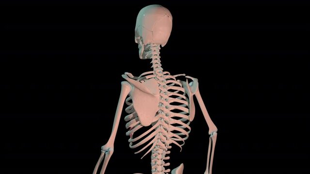 Internal Intercostal Muscles Full Rotation Loop