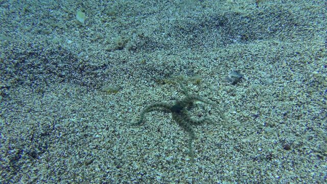 Common brittle star (Ophiothrix fragilis) crawls along the sandy bottom in shallow water. Mediterranean, Greece.