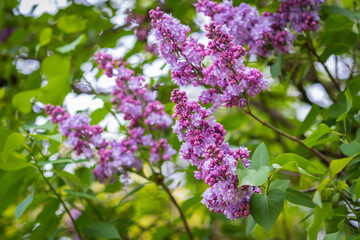 Obraz na płótnie Canvas Purple lilac flowers as background. Spring time